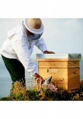 GUERLAIN GUERLAIN ABEILLE ROYALE DAY CREAM Gesichtscreme transparent GUERLAIN ABEILLE ROYALE DAY CREAM крем для лица