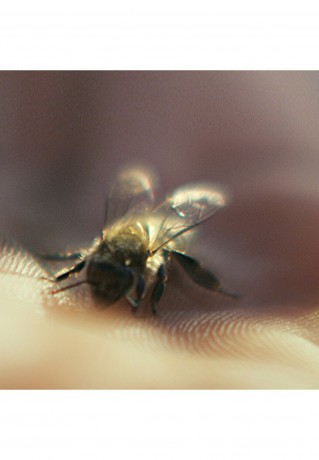 GUERLAIN GUERLAIN ABEILLE ROYALE DAY CREAM Gesichtscreme transparent GUERLAIN ABEILLE ROYALE DAY CREAM крем для лица