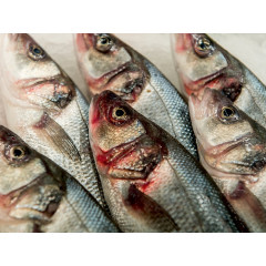 CALVENDO Puzzle CALVENDO Puzzle Wolfsbarsch Пазл CALVENDO Пазл морской окунь