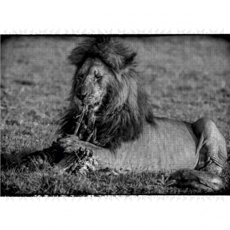 CALVENDO Puzzle CALVENDO Puzzle Die Mahlzeit des Lowen Пазл CALVENDO Puzzle Львиная мука