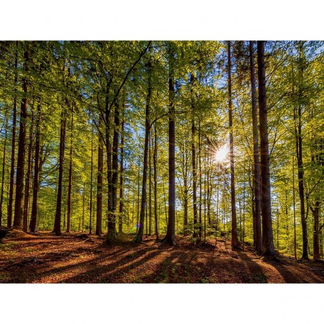 CALVENDO Puzzle CALVENDO Puzzle Im Wald Пазл CALVENDO Puzzle В лесу