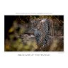 CALVENDO Puzzle CALVENDO Puzzle Emotional Moments: Big Cats of the World \/ UK-Version Пазл CALVENDO Puzzle Emotional Moments: Big Cats of the World / UK version