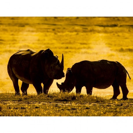 CALVENDO Puzzle CALVENDO Puzzle Kampfende Nashorner Пазл CALVENDO Puzzle Боевые носороги