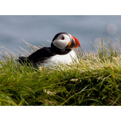 CALVENDO Puzzle CALVENDO Puzzle Papageientaucher (Puffin) auf Island Пазл CALVENDO Пазл Тупик на Исландии