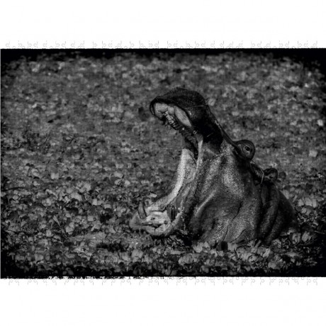 CALVENDO Puzzle CALVENDO Puzzle Nilpferd Пазл CALVENDO Пазл бегемот