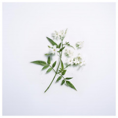 Lancome Jasmin d#x27;Eau Floral  Jasmine d#x27; Цветочная вода