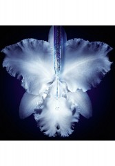 GUERLAIN GUERLAIN ORCHIDEE IMPERIALE MICRO-LIFT CONCENTRATE Serum transparent GUERLAIN ORCHIDEE IMPERIALE MICRO-LIFT CONCENTRATE Сыворотка