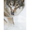 CALVENDO Puzzle CALVENDO Puzzle Emotionale Momente: Der Wolf. Пазл CALVENDO Пазл Эмоциональные моменты: Волк.