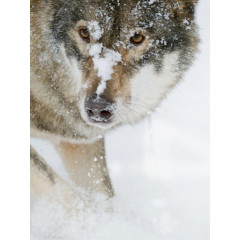CALVENDO Puzzle CALVENDO Puzzle Emotionale Momente: Der Wolf. Пазл CALVENDO Пазл Эмоциональные моменты: Волк.