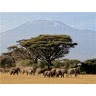 CALVENDO Puzzle CALVENDO Puzzle Majestatische Tiere vor dem Berg der Berge: Elefanten vor dem Kilimandjaro ! Kenia Пазл CALVENDO Puzzle Величественные животные перед горой гор: Слоны перед Килиманджаро! Кения