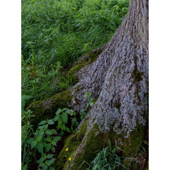 CALVENDO Puzzle CALVENDO Puzzle September: Im Schatten der kraftigen Wurzeln bluht so manches Kraut. Пазл CALVENDO Puzzle Сентябрь: В тени крепких корней расцветает множество трав.