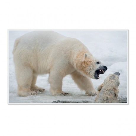 CALVENDO Puzzle CALVENDO Puzzle Emotionale Momente: Der Eisbar. \/ CH-Version Пазл CALVENDO Пазл Эмоциональные моменты: ледяной бар. \/ версия CH