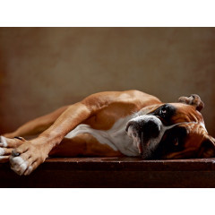 CALVENDO Puzzle CALVENDO Puzzle Maja Пазл CALVENDO Пазл Maya