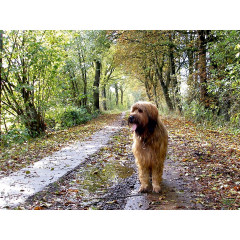 CALVENDO Puzzle CALVENDO Puzzle Briard auf Herbstwanderung Пазл CALVENDO Puzzle Briard в осеннем походе