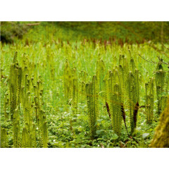 CALVENDO Puzzle CALVENDO Puzzle Farnmannchen Пазл CALVENDO Пазл маленький папоротник