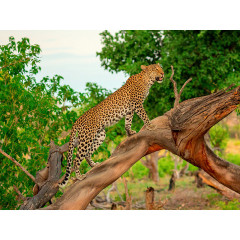 CALVENDO Puzzle CALVENDO Puzzle Leopard auf der Jagd Пазл CALVENDO Puzzle Леопард на охоте