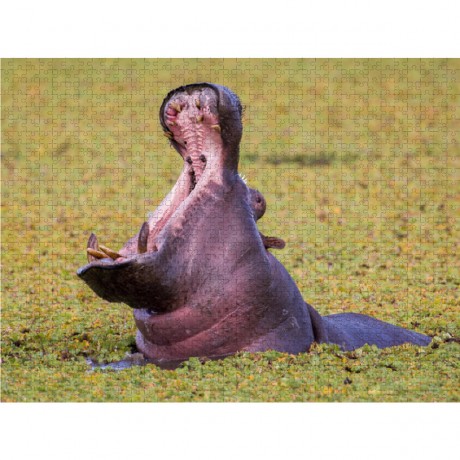 CALVENDO Puzzle CALVENDO Puzzle Dezember: Drohgebarde oder nur mude? Пазл CALVENDO Puzzle Декабрь: угрожающий жест или просто устал?