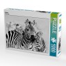 CALVENDO Puzzle CALVENDO Puzzle Zebras Пазл CALVENDO Пазл зебры