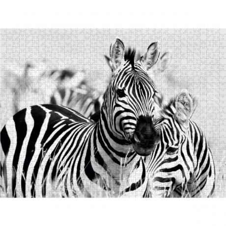 CALVENDO Puzzle CALVENDO Puzzle Zebras Пазл CALVENDO Пазл зебры