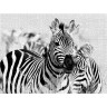 CALVENDO Puzzle CALVENDO Puzzle Zebras Пазл CALVENDO Пазл зебры