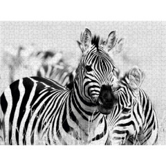 CALVENDO Puzzle CALVENDO Puzzle Zebras Пазл CALVENDO Пазл зебры