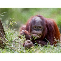 CALVENDO Puzzle CALVENDO Puzzle Orang Utan Пазл CALVENDO Пазл Орангутанг