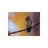 CALVENDO Puzzle CALVENDO Puzzle Sperlingskauz (Deutschland) Пазл CALVENDO Puzzle Pygmy Owl (Германия)
