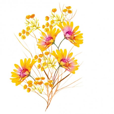 Yves Rocher Pure Camomille Blutenwasser Beruhigende Kamille Pure Camomille Blutenwasser Успокаивающая ромашка