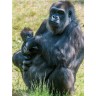 CALVENDO Puzzle CALVENDO Puzzle Emotionale Momente: Aus dem Leben der Familie Gorilla. \/ CH-Version Пазл CALVENDO Пазл Эмоциональные моменты: Из жизни семьи горилл. \/ версия CH