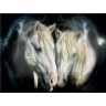 CALVENDO Puzzle CALVENDO Puzzle Die Camargue Paare Пазл CALVENDO Puzzle Парочки Камарга