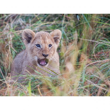 CALVENDO Puzzle CALVENDO Puzzle Emotionale Momente: Liebenswerte Lowenbabys \/ CH-Version Пазл CALVENDO Puzzle Эмоциональные моменты: милые львенки / Swiss version