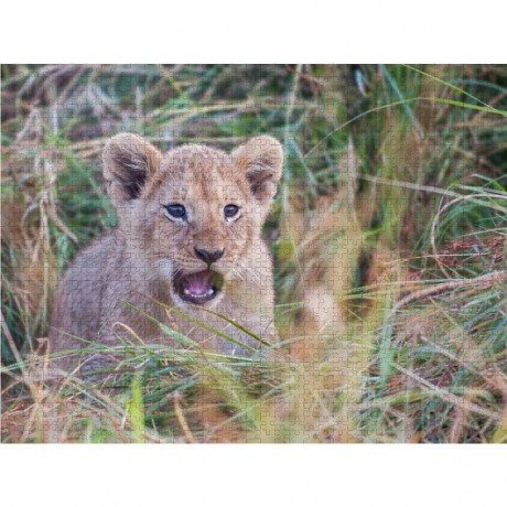 CALVENDO Puzzle CALVENDO Puzzle Emotionale Momente: Liebenswerte Lowenbabys \/ CH-Version Пазл CALVENDO Puzzle Эмоциональные моменты: милые львенки / Swiss version