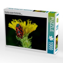 CALVENDO Puzzle CALVENDO Puzzle Eurydema ornatum Pentatomidae Пазл CALVENDO Пазл Eurydema ornatum Pentatomidae