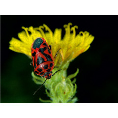 CALVENDO Puzzle CALVENDO Puzzle Eurydema ornatum Pentatomidae Пазл CALVENDO Пазл Eurydema ornatum Pentatomidae