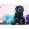 CALVENDO Puzzle CALVENDO Puzzle Briard-Welpe Пазл CALVENDO Puzzle Щенок бриара