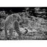 CALVENDO Puzzle CALVENDO Puzzle Leopard Пазл CALVENDO Пазл Леопард