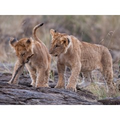 CALVENDO Puzzle CALVENDO Puzzle Emotional Moments: Lion Cubs Пазл CALVENDO Puzzle Emotional Moments: Львята