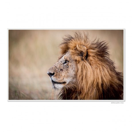 CALVENDO Puzzle CALVENDO Puzzle Emotionale Momente: Grosse Raubkatzen der Welt. Пазл CALVENDO Пазл Эмоциональные моменты: Большие хищники в мире.