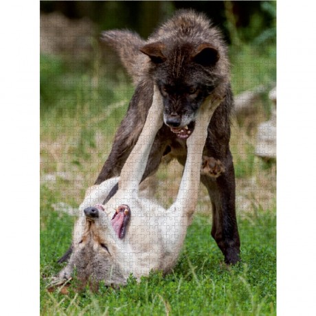 CALVENDO Puzzle CALVENDO Puzzle Emotionale Momente: Der Wolf. Пазл CALVENDO Пазл Эмоциональные моменты: Волк.