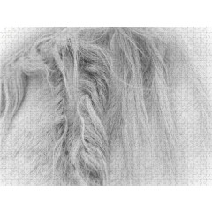 CALVENDO Puzzle CALVENDO Puzzle Emotionale Momente: Weisse Pferde in schwarzweiss. Пазл CALVENDO Пазл Эмоциональные моменты: белые лошади в черно-белом.