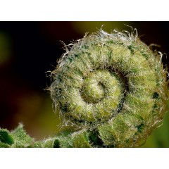 CALVENDO Puzzle CALVENDO Puzzle Spirale des Lebens Пазл CALVENDO Пазл спираль жизни