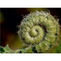 CALVENDO Puzzle CALVENDO Puzzle Spirale des Lebens Пазл CALVENDO Пазл спираль жизни