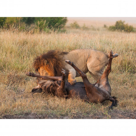 CALVENDO Puzzle CALVENDO Puzzle Emotionale Momente: Lowenkampf  Lowenliebe \/ CH-Version Пазл CALVENDO Puzzle Эмоциональные моменты: бой льва лев любовь / версия CH