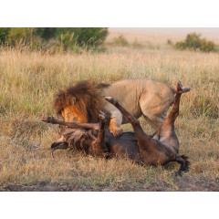 CALVENDO Puzzle CALVENDO Puzzle Emotionale Momente: Lowenkampf  Lowenliebe \/ CH-Version Пазл CALVENDO Puzzle Эмоциональные моменты: бой льва лев любовь / версия CH