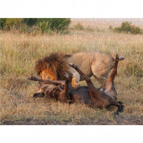 CALVENDO Puzzle CALVENDO Puzzle Emotionale Momente: Lowenkampf  Lowenliebe \/ CH-Version Пазл CALVENDO Puzzle Эмоциональные моменты: бой льва лев любовь / версия CH