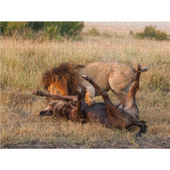 CALVENDO Puzzle CALVENDO Puzzle Emotionale Momente: Lowenkampf  Lowenliebe \/ CH-Version Пазл CALVENDO Puzzle Эмоциональные моменты: бой льва лев любовь / версия CH