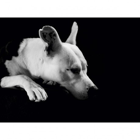 CALVENDO Puzzle CALVENDO Puzzle Cheyenne Пазл CALVENDO Пазл Шайенн