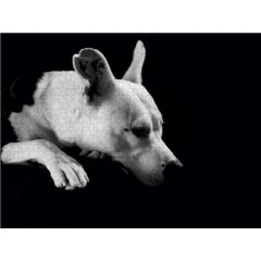 CALVENDO Puzzle CALVENDO Puzzle Cheyenne Пазл CALVENDO Пазл Шайенн