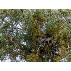 CALVENDO Puzzle CALVENDO Puzzle Emotionale Momente: Leoparden Пазл CALVENDO Puzzle Эмоциональные моменты: леопарды