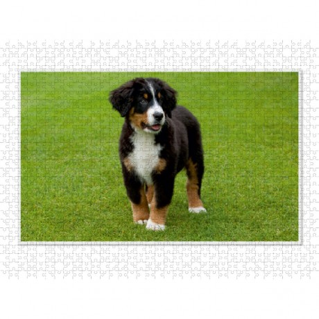 CALVENDO Puzzle CALVENDO Puzzle Emotionale Momente: Berner Sennenhund. \/ CH-Version Пазл CALVENDO Пазл Эмоциональные моменты: Бернский зенненхунд. \/ версия CH